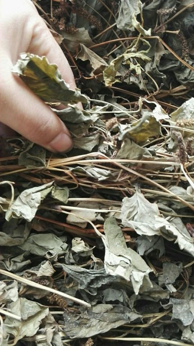 鱼腥草野生干货整棵洗净
