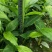 草果苗