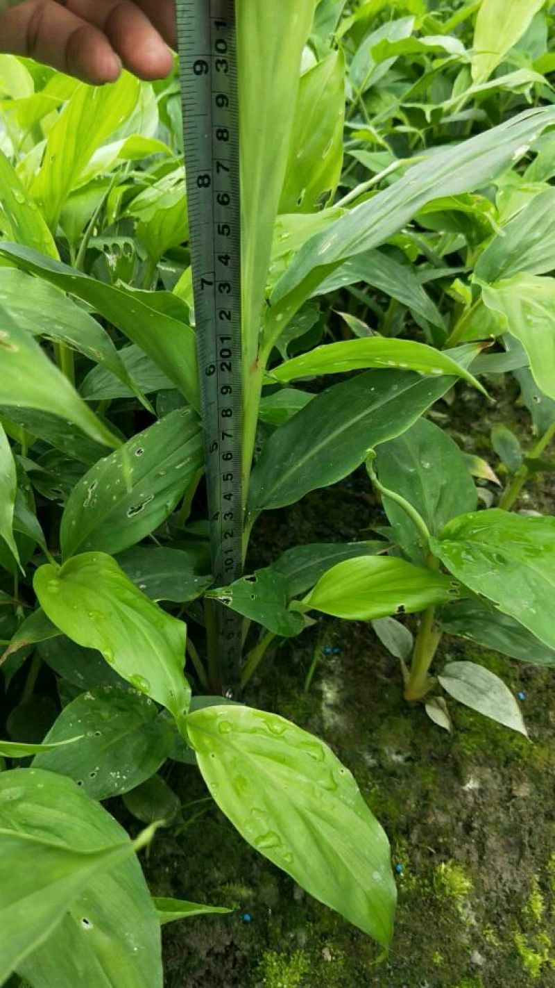 草果苗