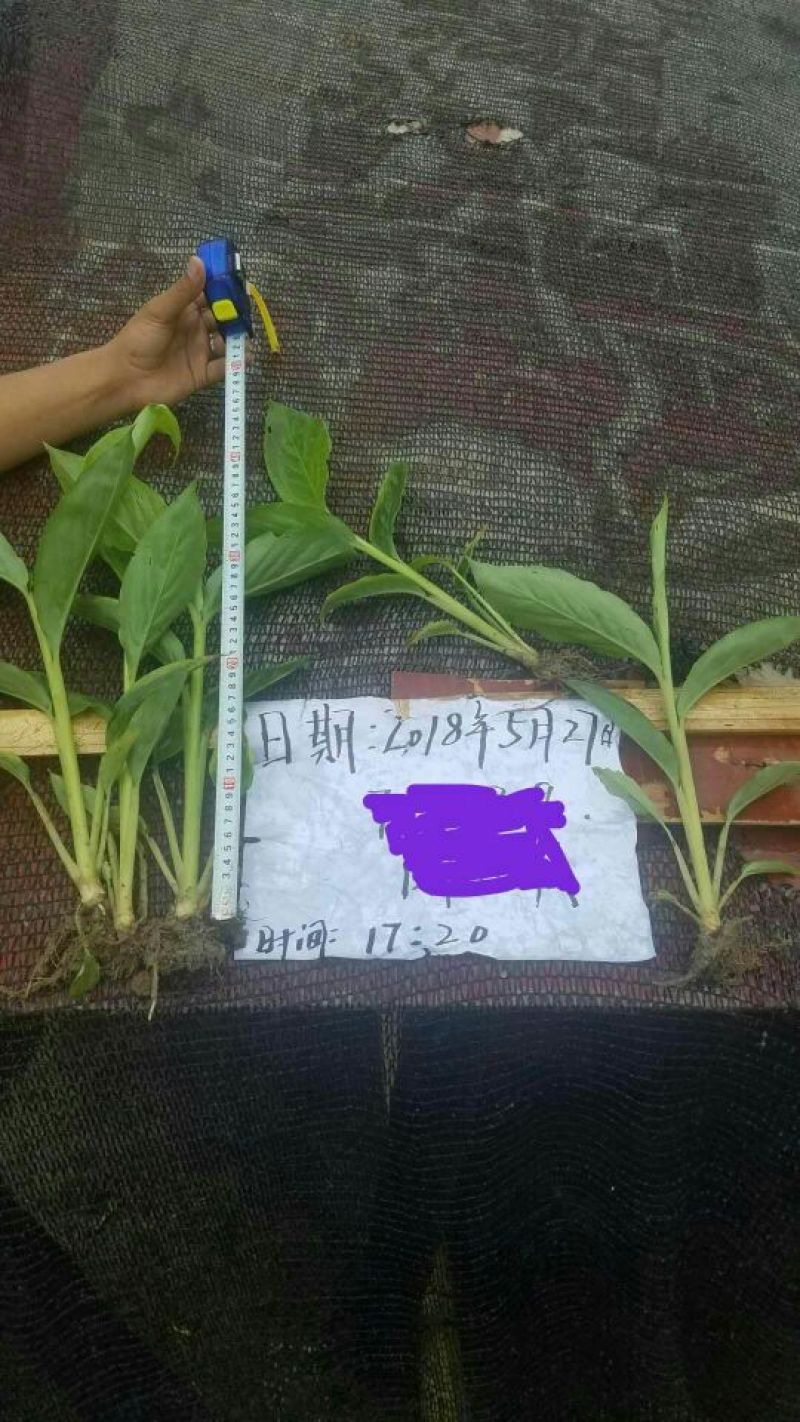 草果苗