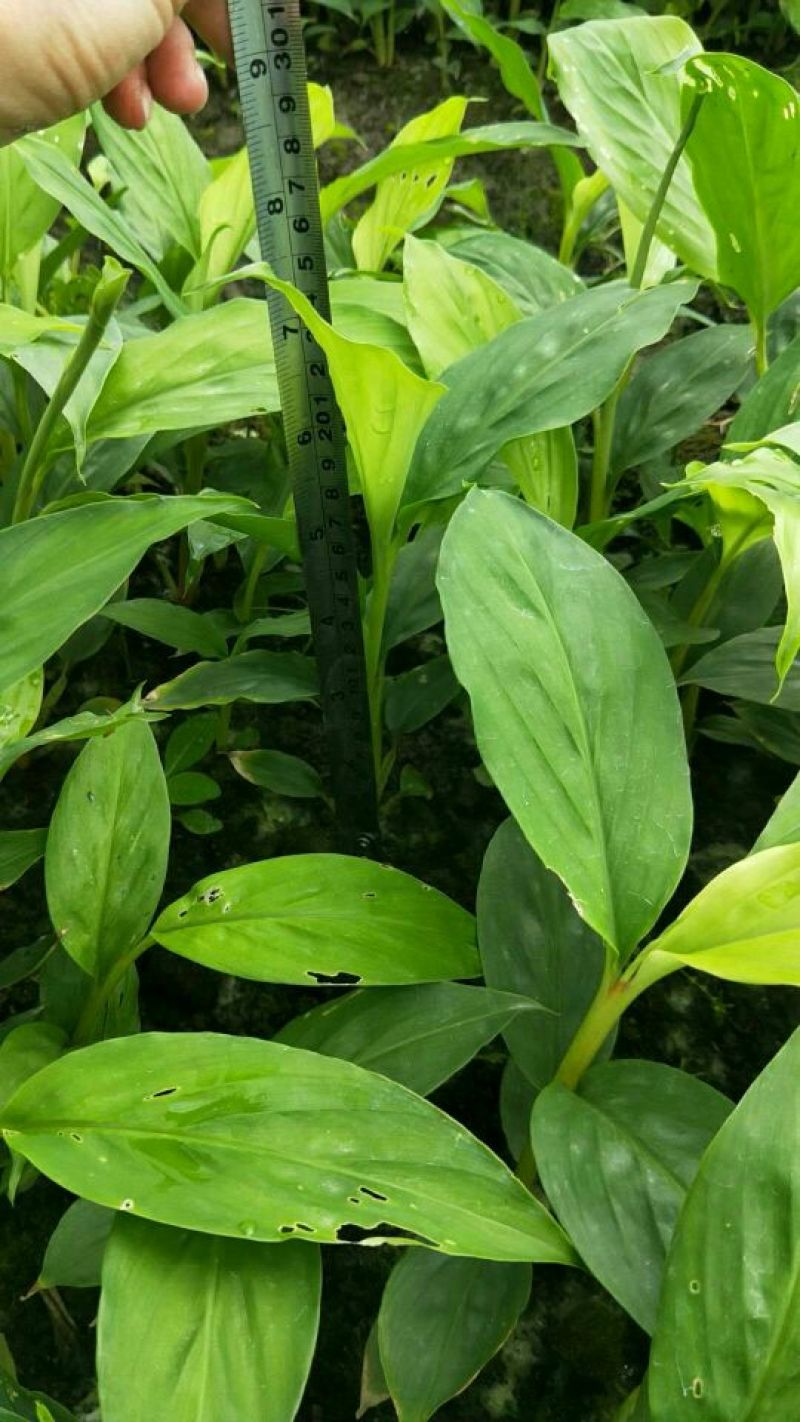 草果苗