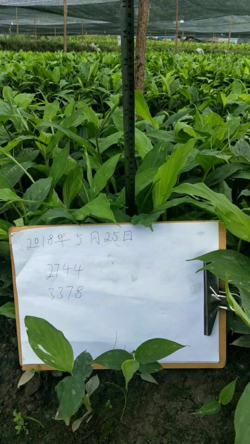 草果苗