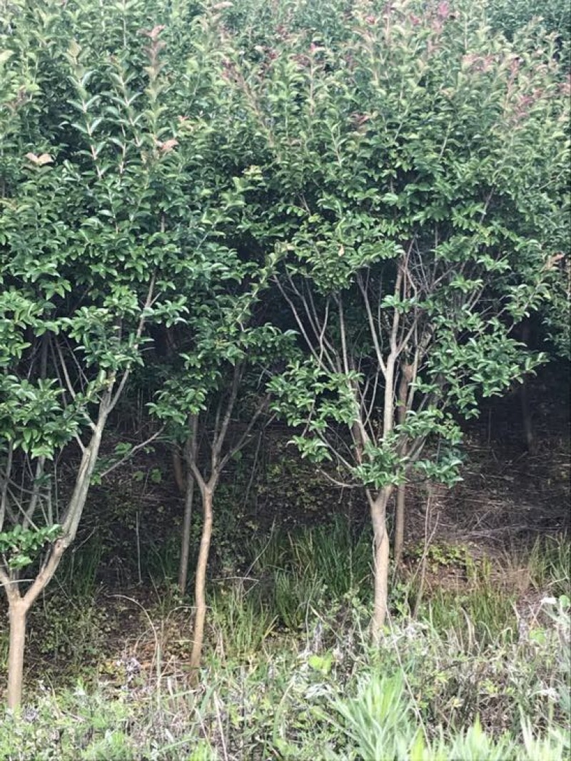 红叶李