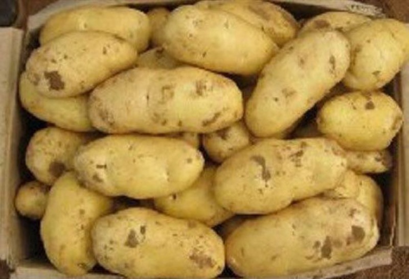 荷兰十五土豆3两以上精品
