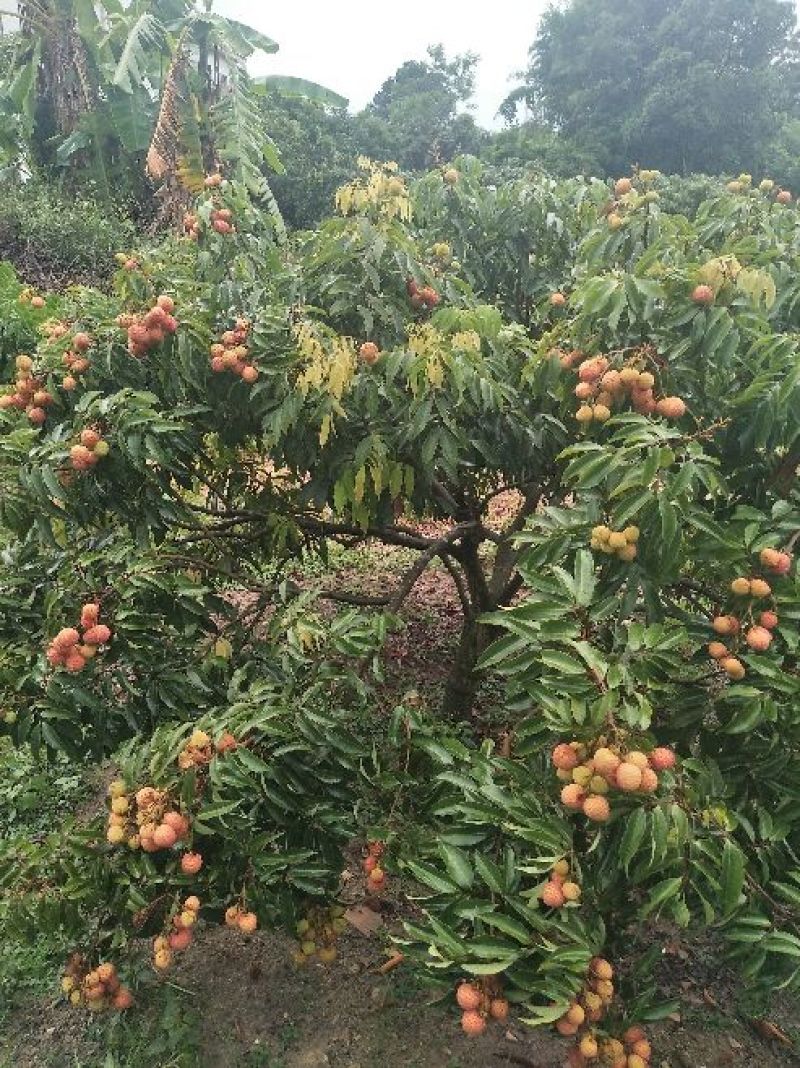 桂味荔枝