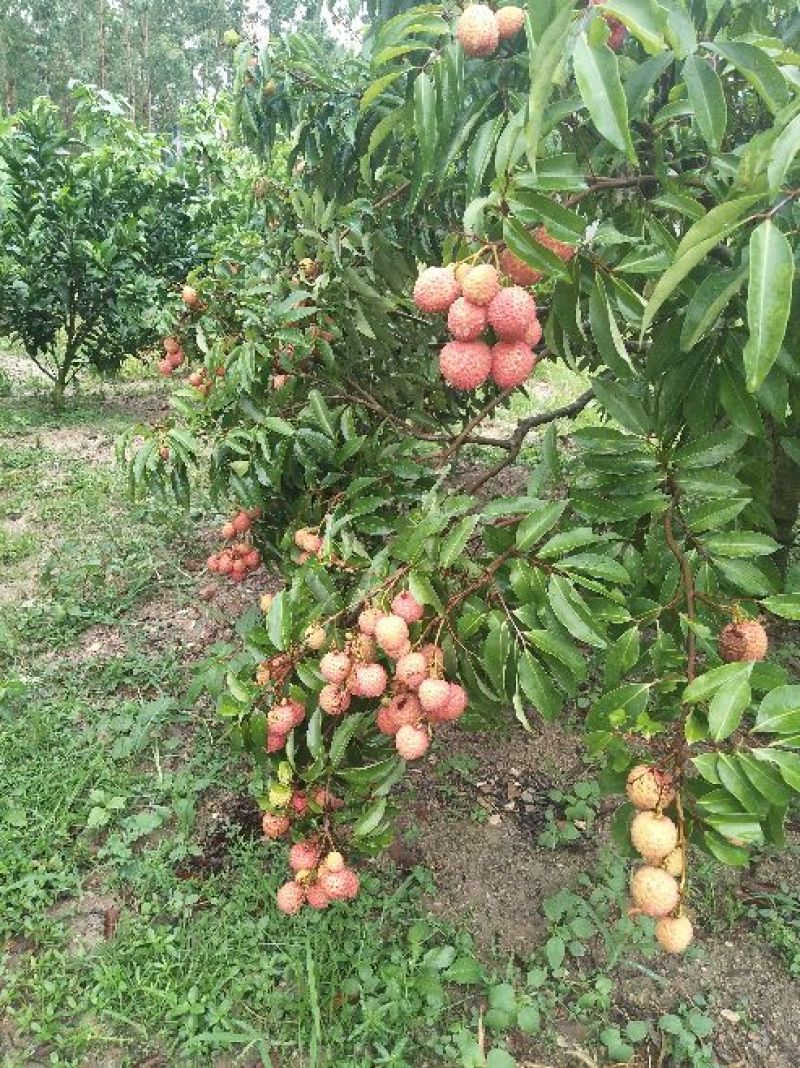 桂味荔枝