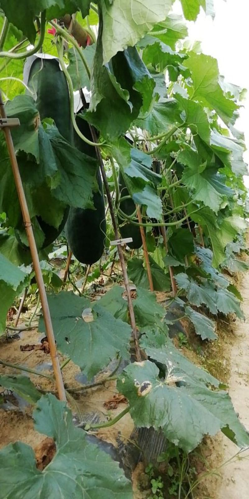 新品种炮弹形黑皮吊瓜