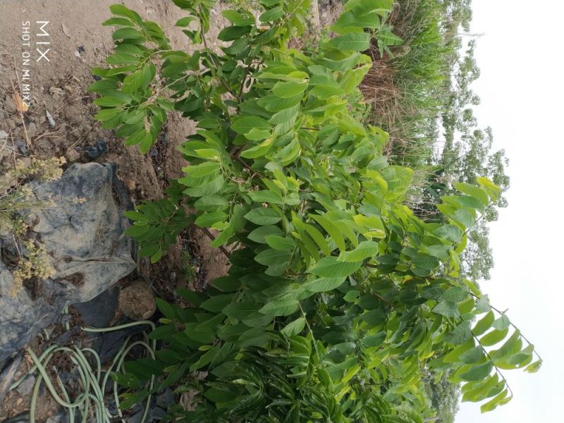 番荔枝果树苗释迦果苗大苗番荔枝苗