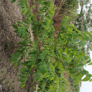 番荔枝果树苗释迦果苗大苗番荔枝苗