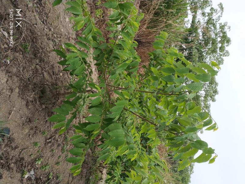 番荔枝果树苗释迦果苗大苗番荔枝苗