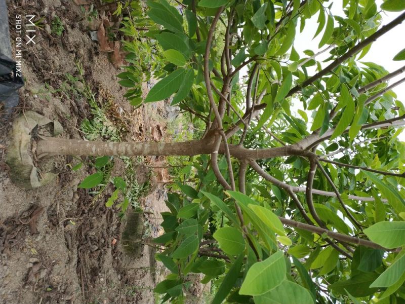 番荔枝果树苗释迦果苗大苗番荔枝苗