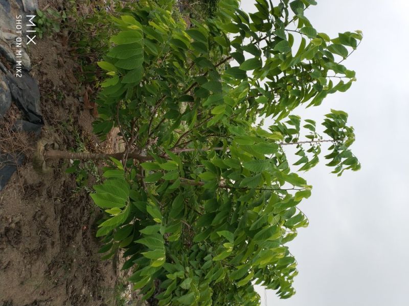 番荔枝果树苗释迦果苗大苗番荔枝苗