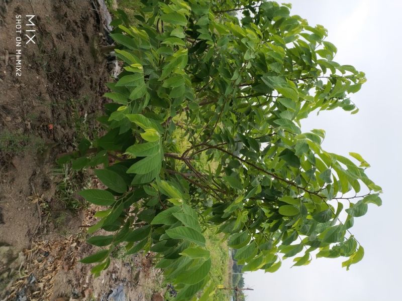 番荔枝果树苗释迦果苗大苗番荔枝苗