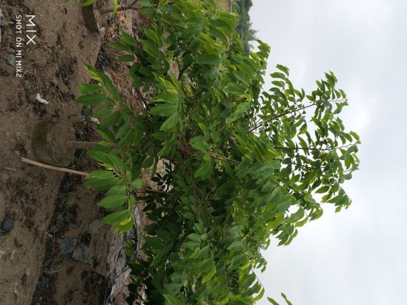 番荔枝果树苗释迦果苗大苗番荔枝苗