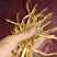 庆阳黄花菜农家自产自销无添加纯手工自然晾晒500g