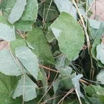 淫羊藿不带头统，非诚勿扰