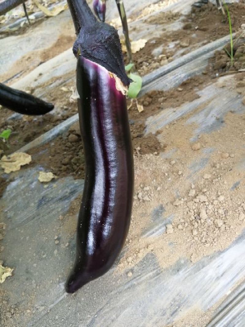 黑长茄