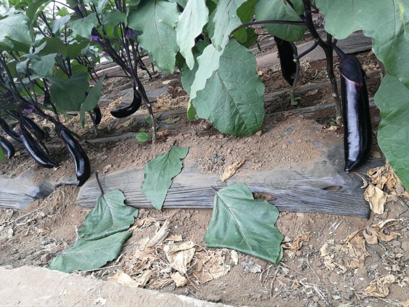 黑长茄