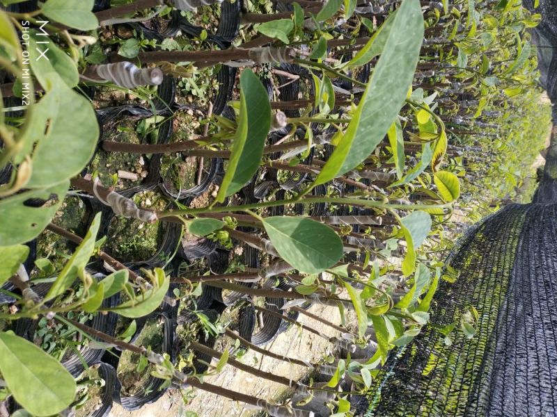 凤梨释迦苗番荔枝苗释迦果苗中杯苗
