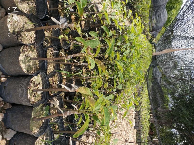 凤梨释迦苗番荔枝苗释迦果苗中杯苗