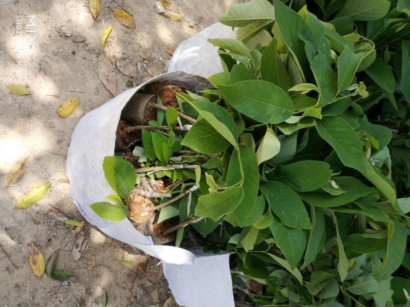 凤梨释迦苗番荔枝苗释迦果苗中杯苗