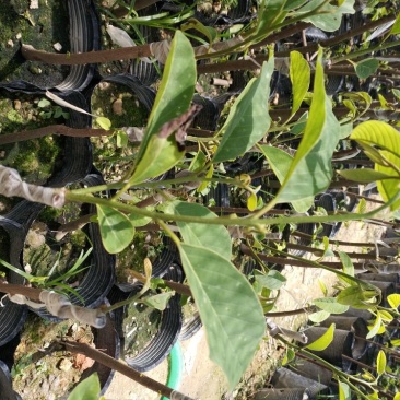 凤梨释迦苗番荔枝苗释迦果苗中杯苗