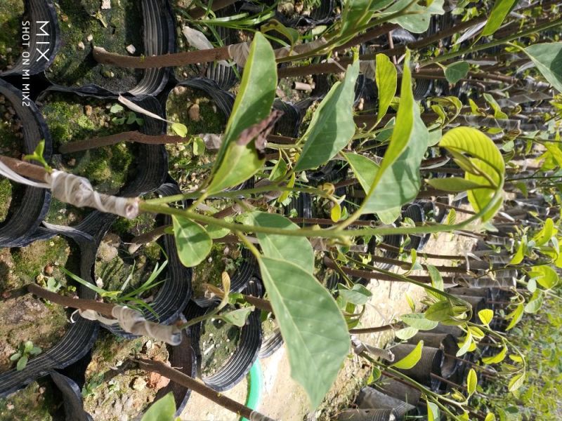 凤梨释迦苗番荔枝苗释迦果苗中杯苗