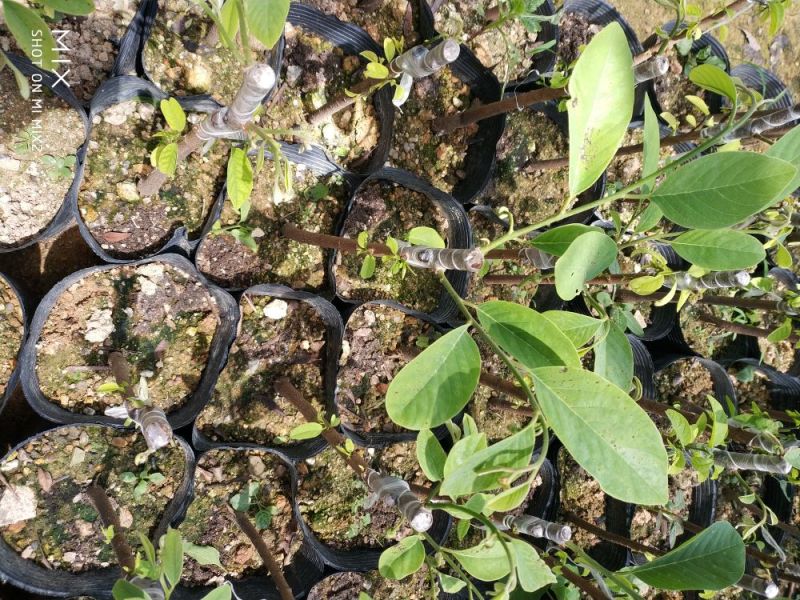 凤梨释迦苗番荔枝苗释迦果苗中杯苗