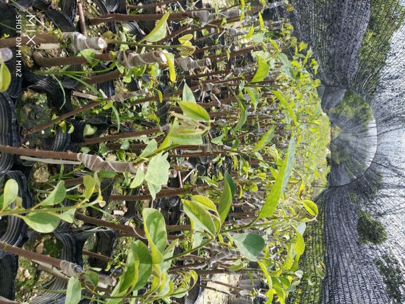 凤梨释迦苗番荔枝苗释迦果苗中杯苗