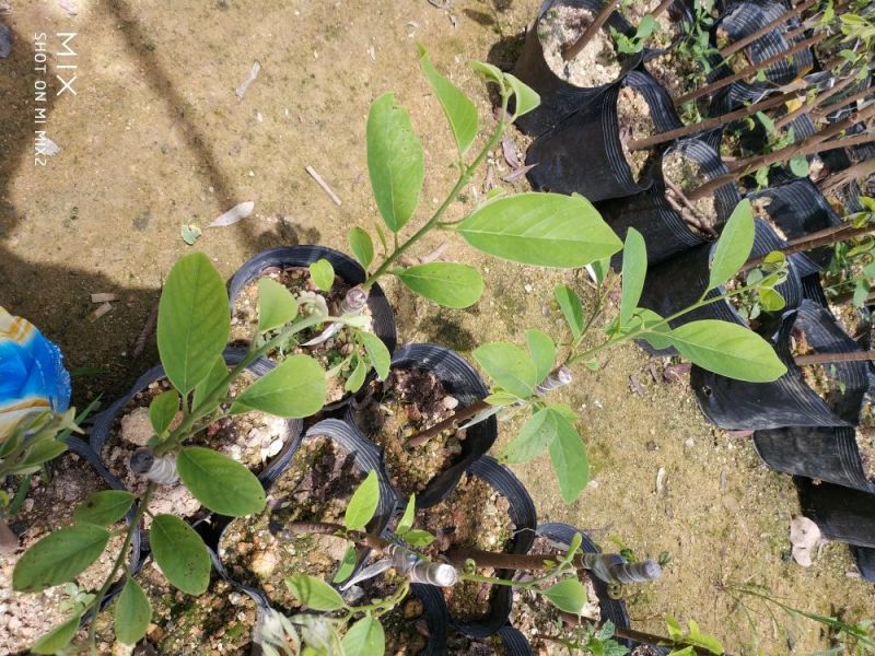 凤梨释迦苗番荔枝苗释迦果苗中杯苗