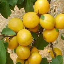 山东珍珠油杏，小白杏，产地直供，全国发货
