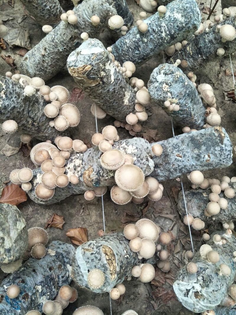 香菇菌棒