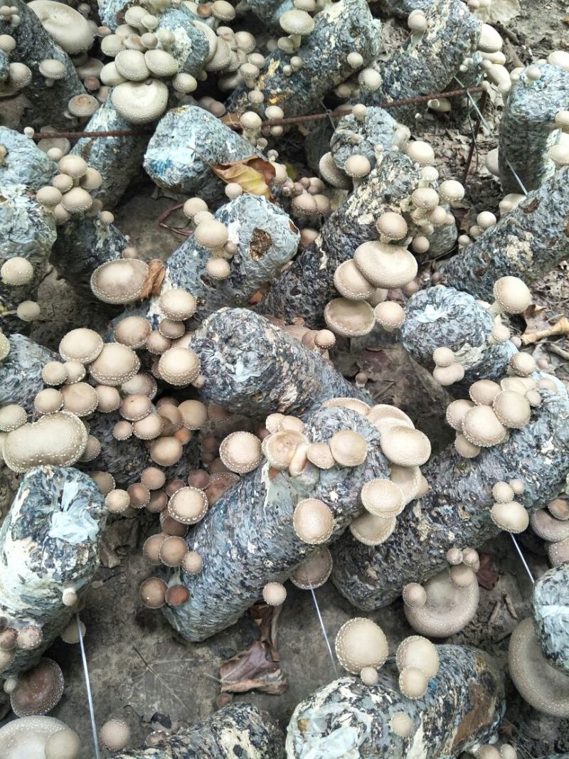 香菇菌棒