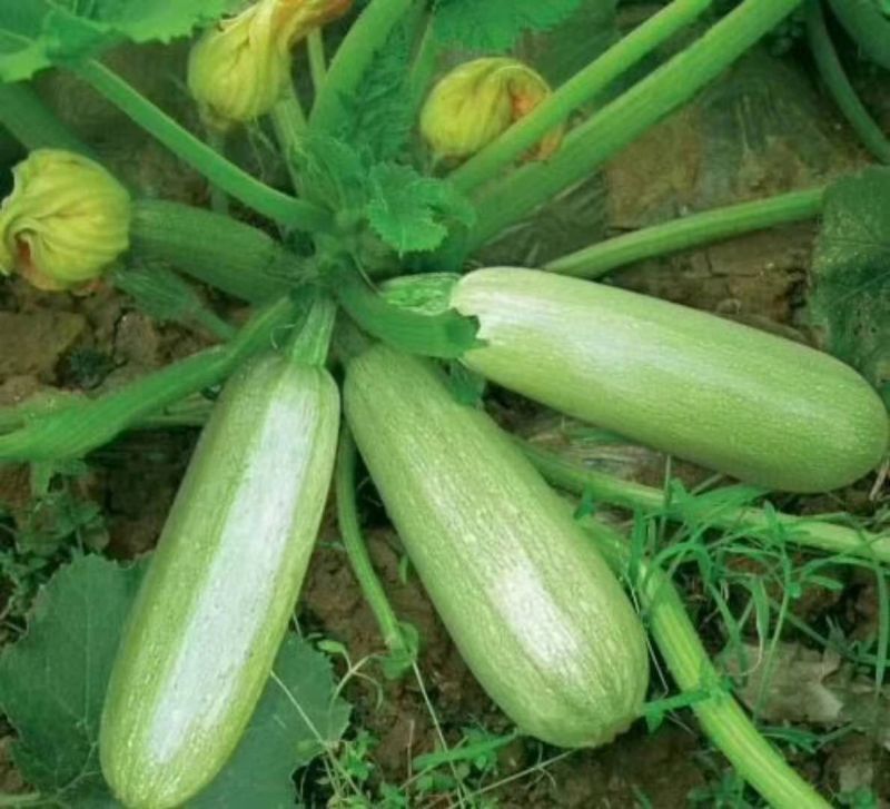 西葫芦大量上市，质量保证，价格便宜