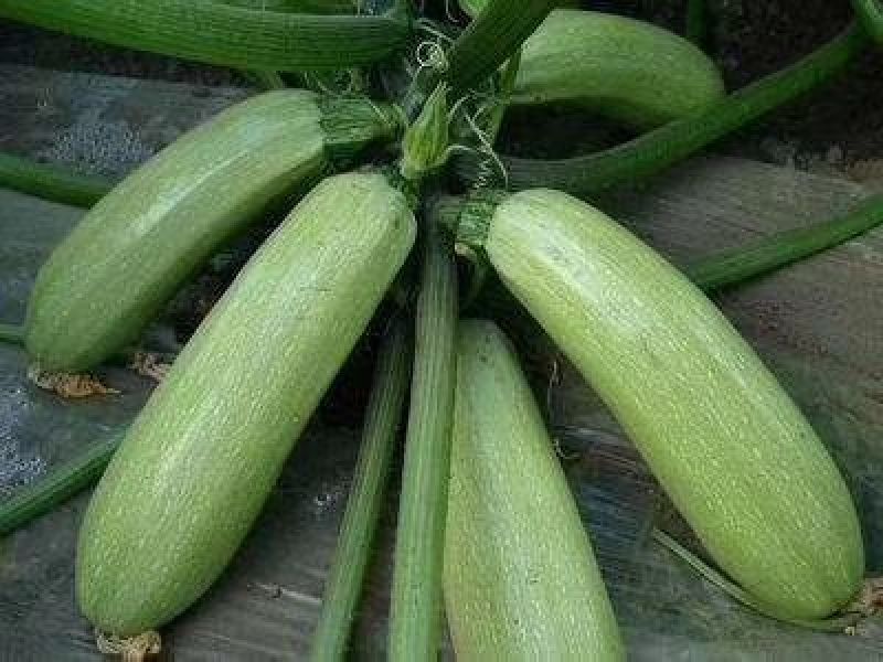 西葫芦大量上市，质量保证，价格便宜