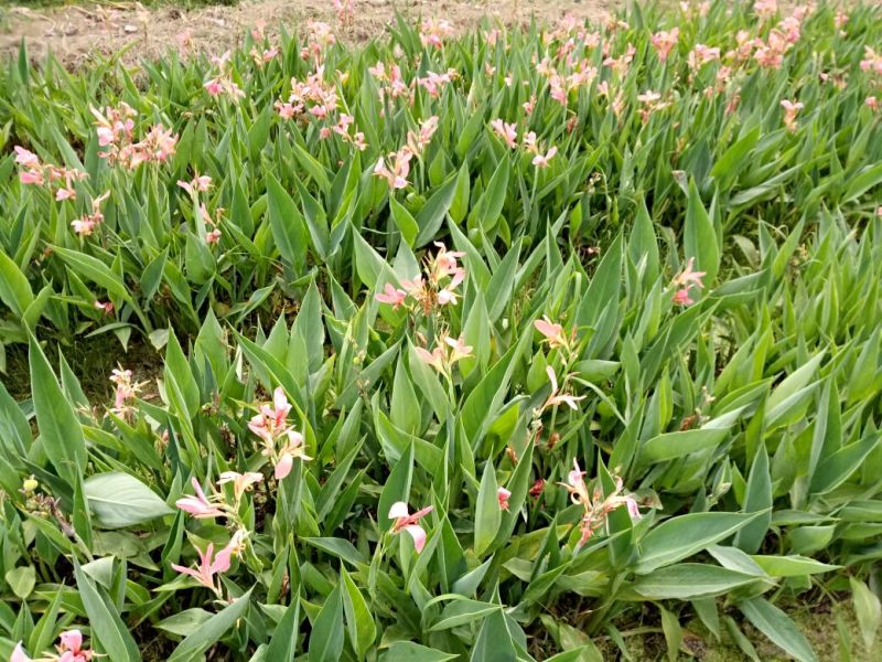 美人蕉（基地直销袋苗）