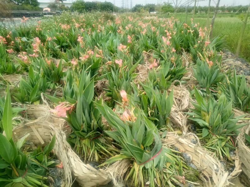 美人蕉（基地直销袋苗）