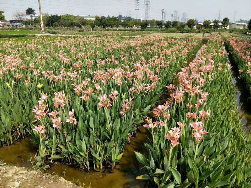 美人蕉（基地直销袋苗）