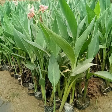美人蕉(基地直销袋苗)