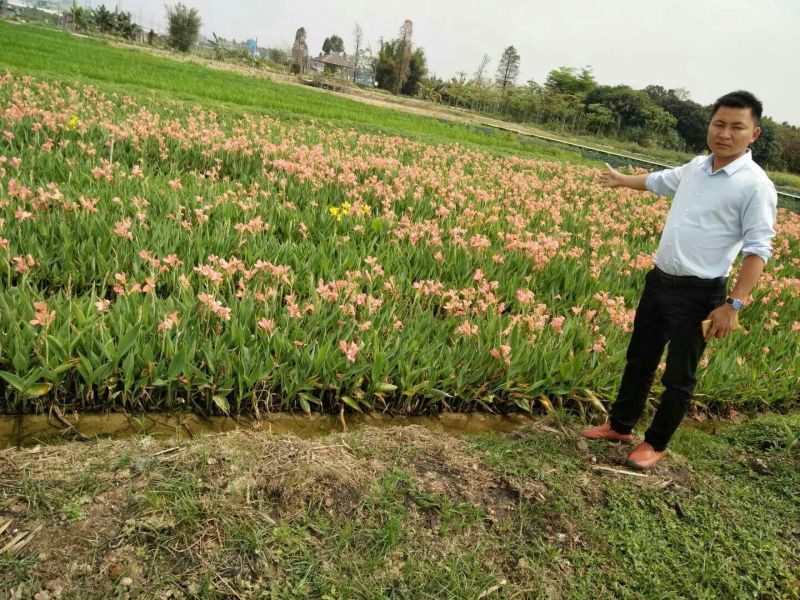 美人蕉（基地直销袋苗）