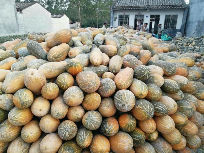 蜜本南瓜