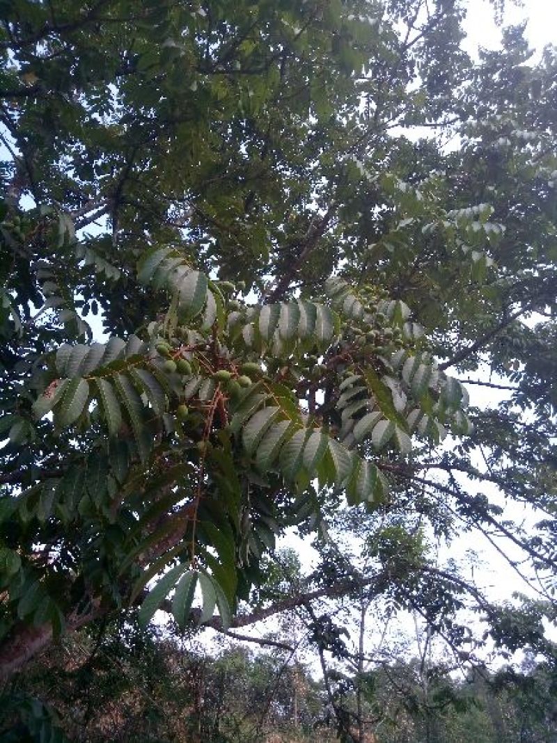 橄榄