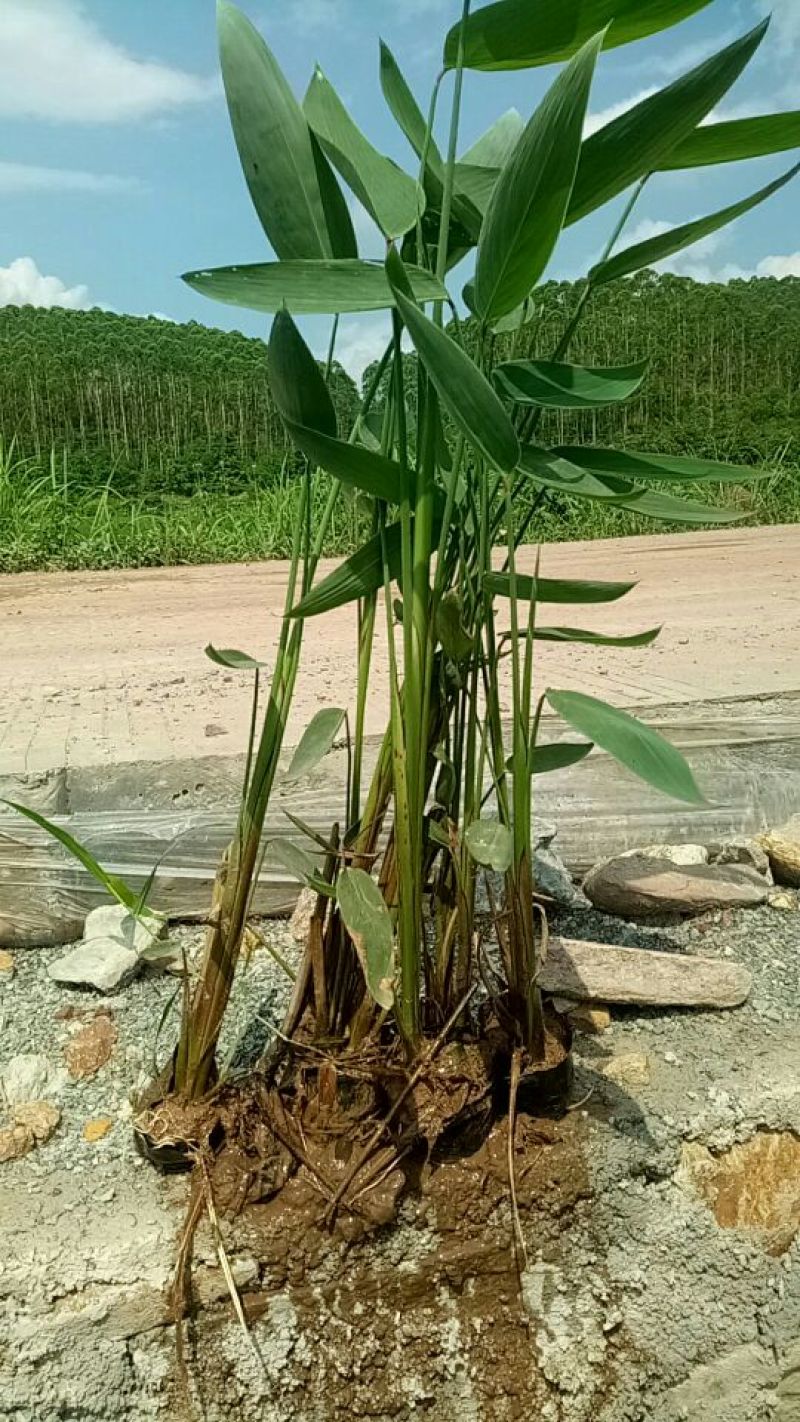 再力花（基地直销袋苗）