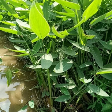 再力花（基地直销袋苗）