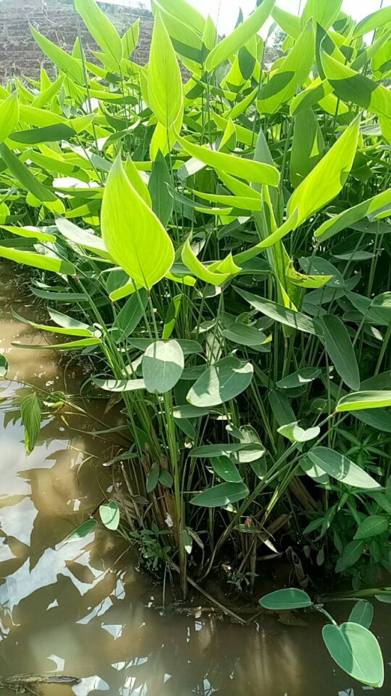 再力花（基地直销袋苗）