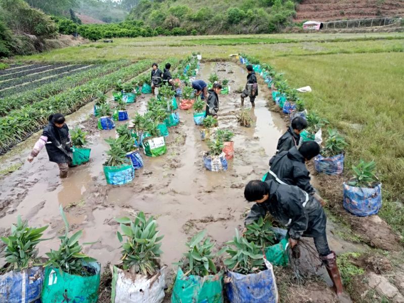 再力花（基地直销袋苗）
