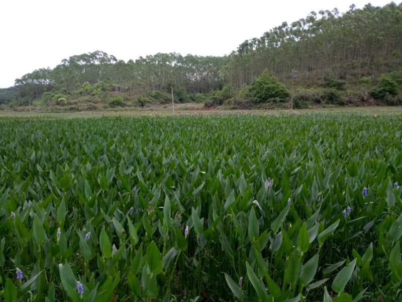 梭鱼草（基地直销袋苗）