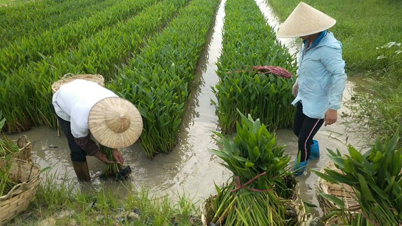 梭鱼草（基地直销袋苗）