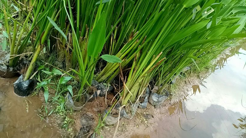 梭鱼草（基地直销袋苗）