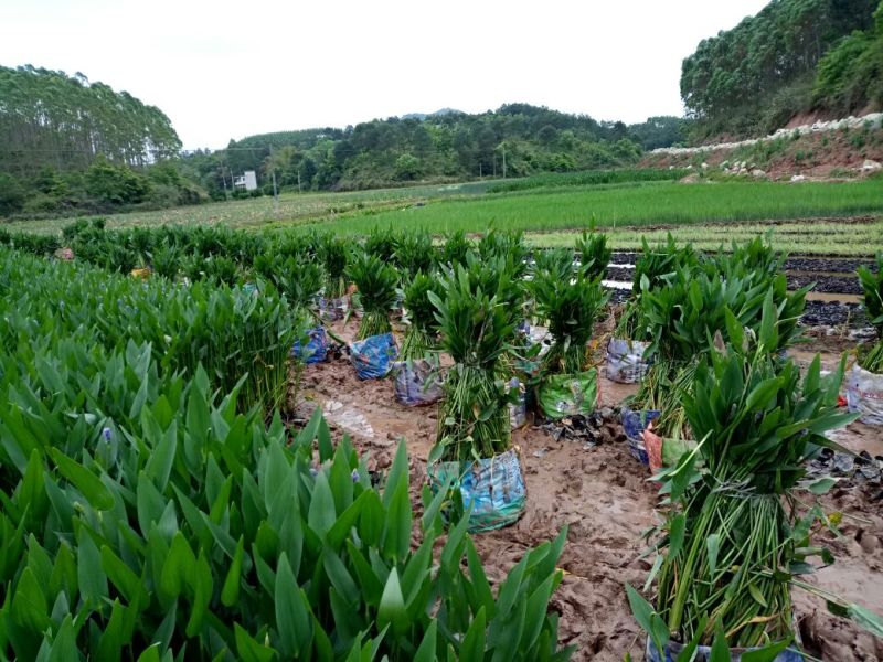 梭鱼草（基地直销袋苗）